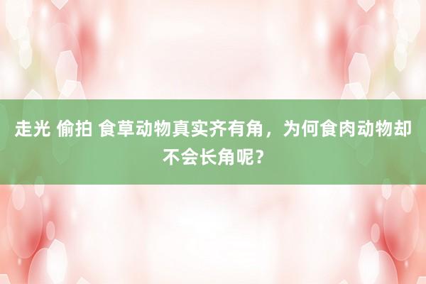 走光 偷拍 食草动物真实齐有角，为何食肉动物却不会长角呢？