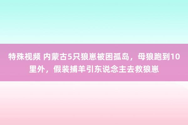 特殊视频 内蒙古5只狼崽被困孤岛，母狼跑到10里外，假装捕羊引东说念主去救狼崽